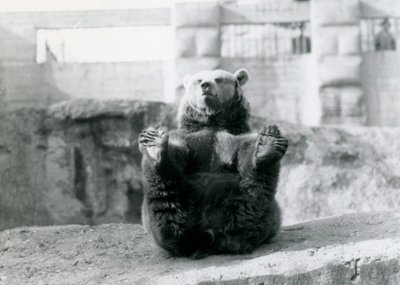 Ein Braunbär sitzt und hält seine Hinterfüße mit seinen Pfoten, Mappin Terraces, London Zoo, August 1921 von Frederick William Bond